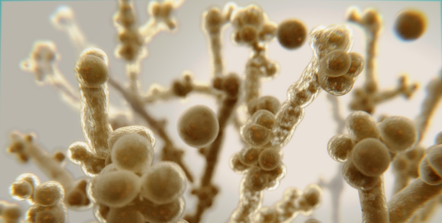 What species of Candida and other fungi are there?