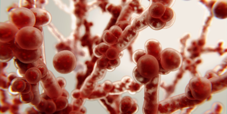 Candida’s main forms: Yeast form, hyphal form and biofilm phase