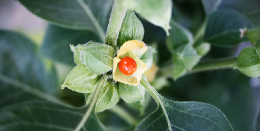 How do adaptogens work in Adrenal Strength & Adrenal Response? How do adaptogens work in Adrenal Strength & Adrenal Response?