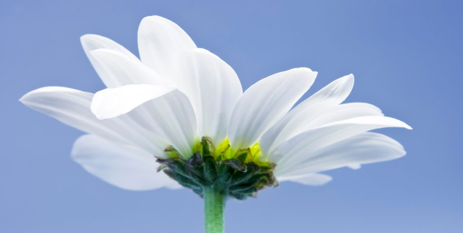 Quercetin – The Allergy Sufferer's Friend? Quercetin – The Allergy Sufferer's Friend?